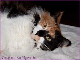 Cleopatra von den Norwegischen Waldkatzen von Ruwenda