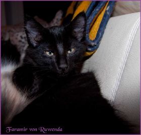 Faramir von den Norwegischen Waldkatzen von Ruwenda