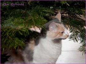 Weihnachten 2013 mit den Norwegischen Waldkatzen von Ruwenda