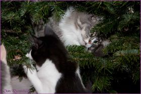 Weihnachten 2013 mit den Norwegischen Waldkatzen von Ruwenda