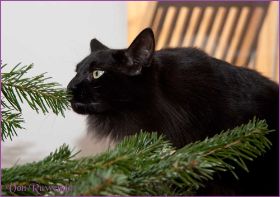 Weihnachten 2013 mit den Norwegischen Waldkatzen von Ruwenda