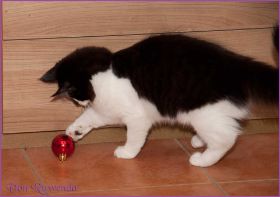 Weihnachten 2013 mit den Norwegischen Waldkatzen von Ruwenda