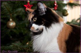 Weihnachten 2013 mit den Norwegischen Waldkatzen von Ruwenda