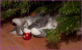 Weihnachten 2013 mit den Norwegischen Waldkatzen von Ruwenda