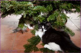 Weihnachten 2013 mit den Norwegischen Waldkatzen von Ruwenda