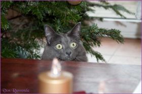 Weihnachten 2013 mit den Norwegischen Waldkatzen von Ruwenda