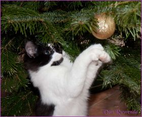 Weihnachten 2013 mit den Norwegischen Waldkatzen von Ruwenda