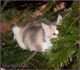 Weihnachten 2013 mit den Norwegischen Waldkatzen von Ruwenda