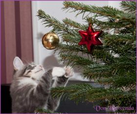 Weihnachten 2013 mit den Norwegischen Waldkatzen von Ruwenda