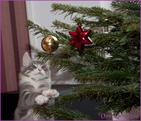 Weihnachten 2013 mit den Norwegischen Waldkatzen von Ruwenda