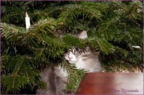 Weihnachten 2013 mit den Norwegischen Waldkatzen von Ruwenda