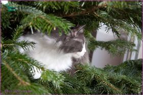 Weihnachten 2013 mit den Norwegischen Waldkatzen von Ruwenda