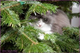 Weihnachten 2013 mit den Norwegischen Waldkatzen von Ruwenda