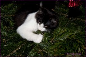 Weihnachten 2013 mit den Norwegischen Waldkatzen von Ruwenda