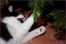 Weihnachten 2013 mit den Norwegischen Waldkatzen von Ruwenda