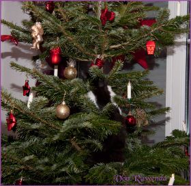 Weihnachten 2013 mit den Norwegischen Waldkatzen von Ruwenda