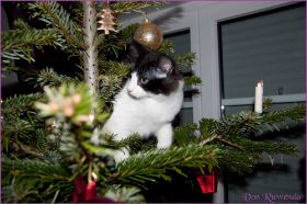 Weihnachten 2013 mit den Norwegischen Waldkatzen von Ruwenda