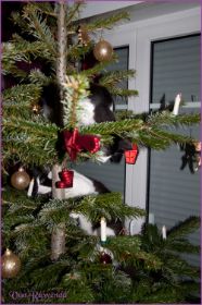 Weihnachten 2013 mit den Norwegischen Waldkatzen von Ruwenda
