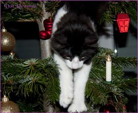 Weihnachten 2013 mit den Norwegischen Waldkatzen von Ruwenda