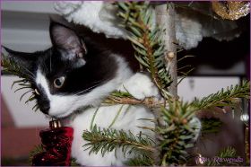 Weihnachten 2013 mit den Norwegischen Waldkatzen von Ruwenda