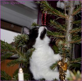 Weihnachten 2013 mit den Norwegischen Waldkatzen von Ruwenda