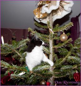 Weihnachten 2013 mit den Norwegischen Waldkatzen von Ruwenda