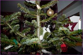 Weihnachten 2013 mit den Norwegischen Waldkatzen von Ruwenda