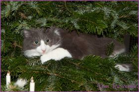 Weihnachten 2013 mit den Norwegischen Waldkatzen von Ruwenda