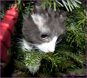 Weihnachten 2013 mit den Norwegischen Waldkatzen von Ruwenda