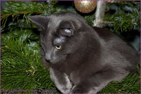Weihnachten 2013 mit den Norwegischen Waldkatzen von Ruwenda