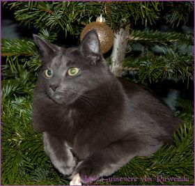 Weihnachten 2013 mit den Norwegischen Waldkatzen von Ruwenda