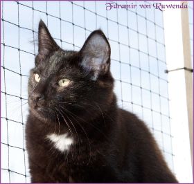 Die Norwegischen Waldkatzen von Ruwenda genießen die Dezembersonne auf dem Balkon