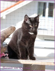Die Norwegischen Waldkatzen von Ruwenda genießen die Dezembersonne auf dem Balkon
