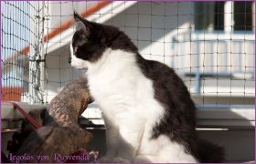 Die Norwegischen Waldkatzen von Ruwenda genießen die Dezembersonne auf dem Balkon