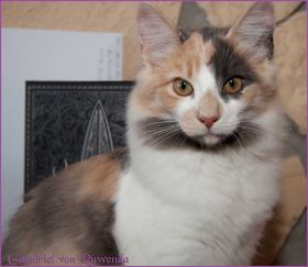 Galadriel von den Norwegischen Waldkatzen von Ruwenda