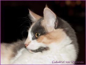 Galadriel von den Norwegischen Waldkatzen von Ruwenda
