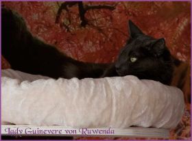 Lady Guinevere von den Norwegischen Waldkatzen von Ruwenda
