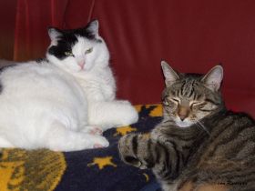 2008_0107Sicherung0008.JPG