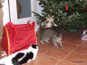 2008_0107Sicherung0134.JPG