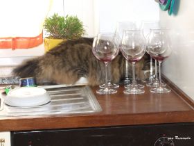 2008_0507Sicherung0038.JPG