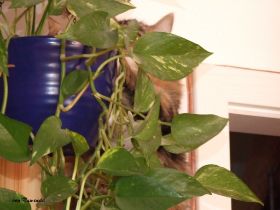2008_0515Sicherung0048.JPG