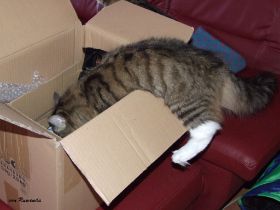 2008_0515Sicherung0067.JPG