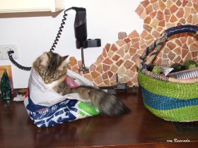 2008_0519Sicherung0003.JPG