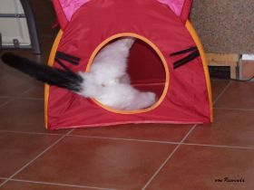 2008_0107Sicherung0006.JPG