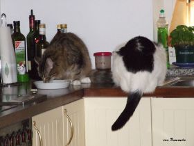 2008_0519Sicherung0001.JPG