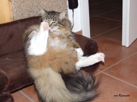 2008_0519Sicherung0010.JPG