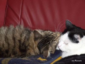 2008_0624Sicherung0022.JPG