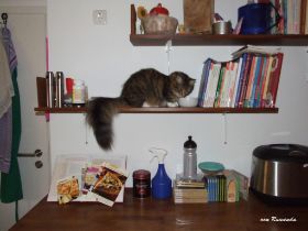 2008_0624Sicherung0040.JPG
