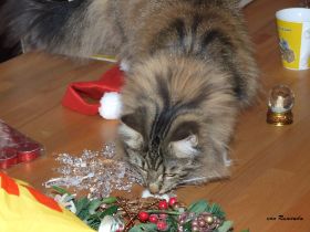 2008_1102Bilder2207080042.JPG