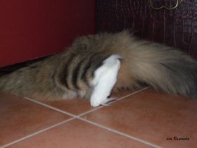 2008_1208Sicherung0002.JPG
